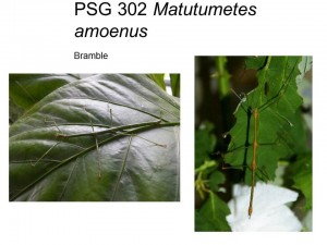 PSG 302 Matutumetes amoenus adult male and female
