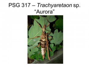 PSG 317 Trachyaretaon sp &quot;Aurora&quot; adult pair