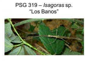 PSG 319 Isagoras sp. &quot;Los Banos&quot; adult female