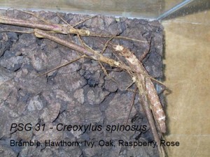 PSG 31 Creoxylus spinosus adult female with two adult males