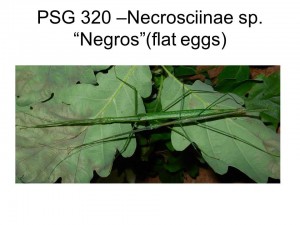 PSG 320 Necrosciinae sp. &quot;Negros&quot; adult pair