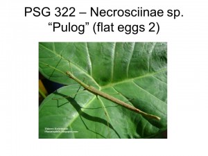 PSG 322 Necrosciinae sp. &quot;Pulog&quot; adult female