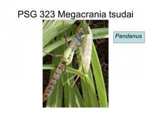 PSG 323 Megacrania tsudai adult female after final moult