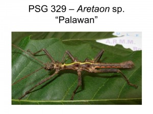 PSG 329 Aretaon sp &quot;Palawan&quot; adult male