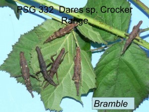 PSG 332 Dares sp Crocker Range on bramble
