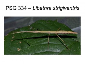 PSG 334 Libethra strigiventris adult female