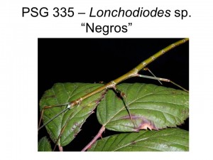 PSG 335 Lonchodiodes sp. &quot;Negros&quot; adult female on bramble