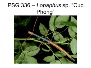 PSG 336 Lopaphus sp. &quot;Cuc Phong&quot; adult female
