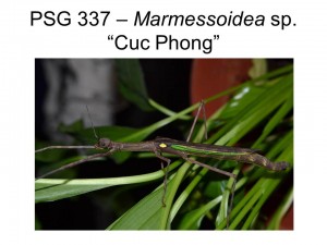 PSG 337 Marmessoidea sp. &quot;Cuc Phuong&quot; adult female
