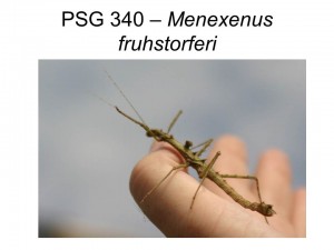 PSG 340 Neohirasea fruhstorferi adult male