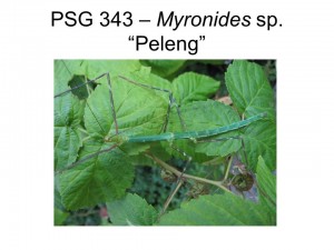 PSG 343 Myronides sp. &quot;Peleng&quot; adult male