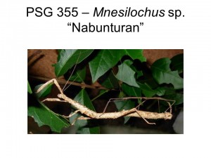 PSG 355 Mnesilochus sp. &quot;Nabunturan&quot; mating pair