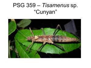 PSG 359 Tisamenus sp. &quot;Cunyan&quot; adult female