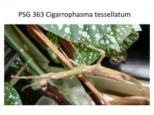 PSG 363 Cigarrophasma tessellatum