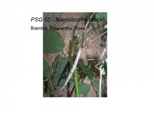 PSG 52 Alienobostra brocki adult pair mating