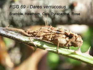 PSG 69 Dares verrucosus adult pair
