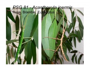 PSG 81 Acanthoxyla inermis nymph female and male