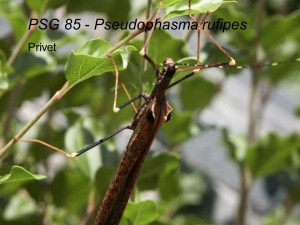 PSG 85 P rufipes adult female