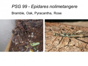 PSG 99 Epidares nolimetangere adult pair