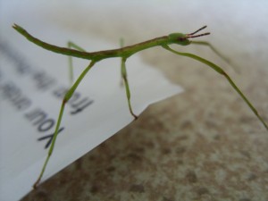 Unknown nymph