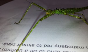 Unknown Green Prickly phasmid - head detail