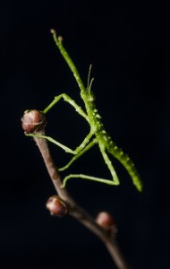Unknown phasmid on a twig
